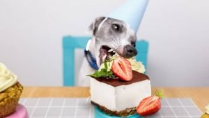 Is Cheesecake Bad For Dogs? - Cheesecakes World