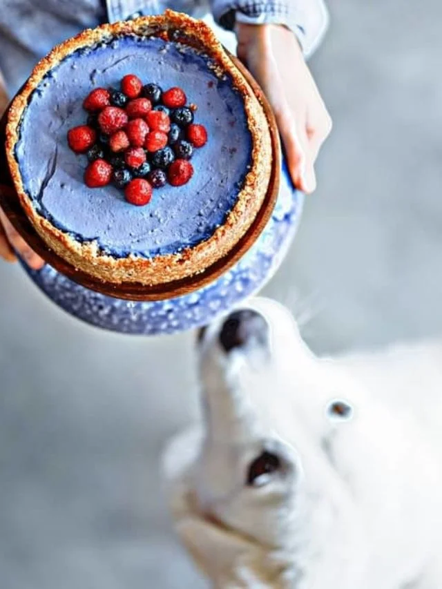 is cheesecake bad for dogs